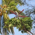 Regenschirmbaum (Schefflera actinophylla)